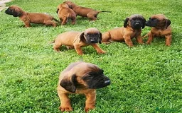 Sabueso de Sangre de Baviera perros en venta: SABUESO DE SANGRE BAVIERA, MACHOS Y HEMBRAS - Imagen 1