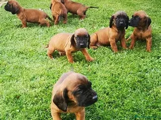 Sabueso de Sangre de Baviera perros - Anuncio 35