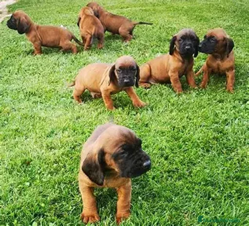 Sabueso de Sangre de Baviera perros - Anuncio 1