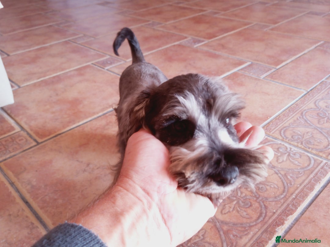 Schnauzer Miniatura perros en venta: Hembrita de Schnauzer negro/plata  - Anuncio 14