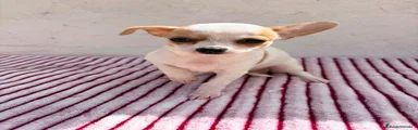 Chihuahua 1