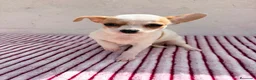 Chihuahua perros en venta: Hembra Chihuahua toy  - Anuncio 9