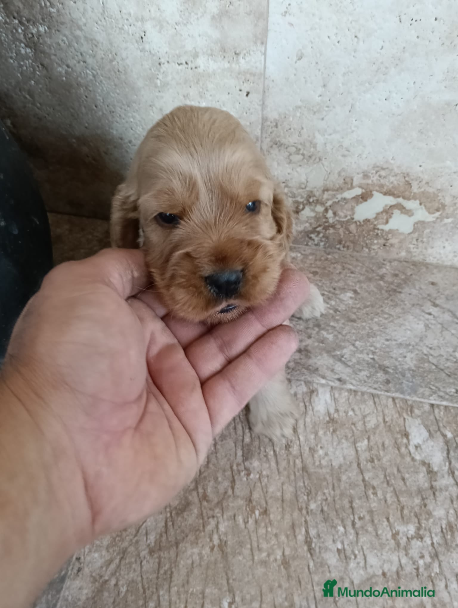 Cocker Spaniel Inglés perros COCKERS - Anuncio 2
