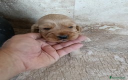 Cocker Spaniel Inglés perros en venta: COCKERS - Imagen 1