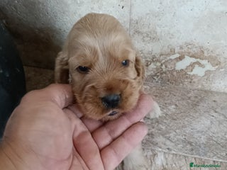 Cocker Spaniel Inglés perros - Anuncio 2