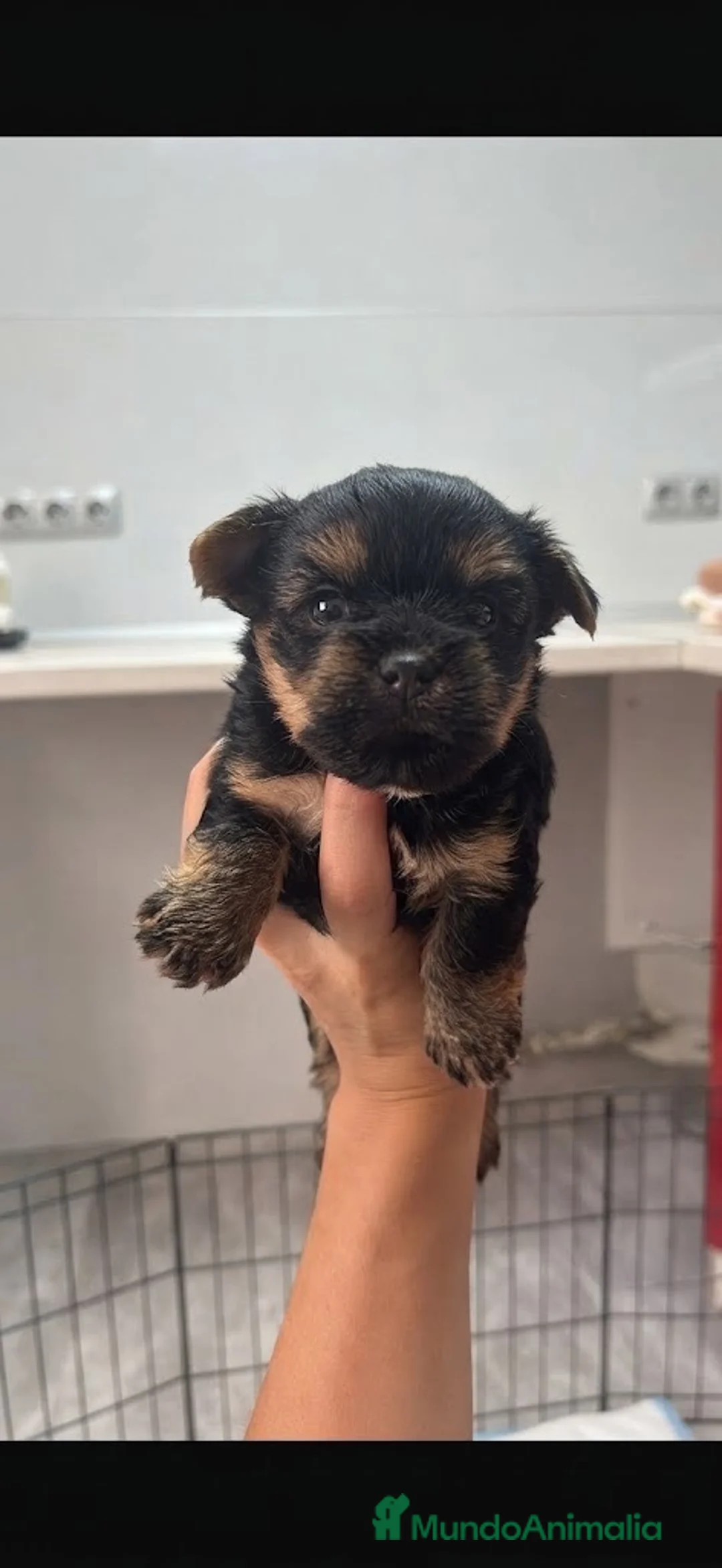 Yorkshire Terrier perros en venta: Yorkshire toys🐻🐾 - Anuncio 1
