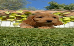 Otras razas perros en venta: Cockapoo hembra - Imagen 5