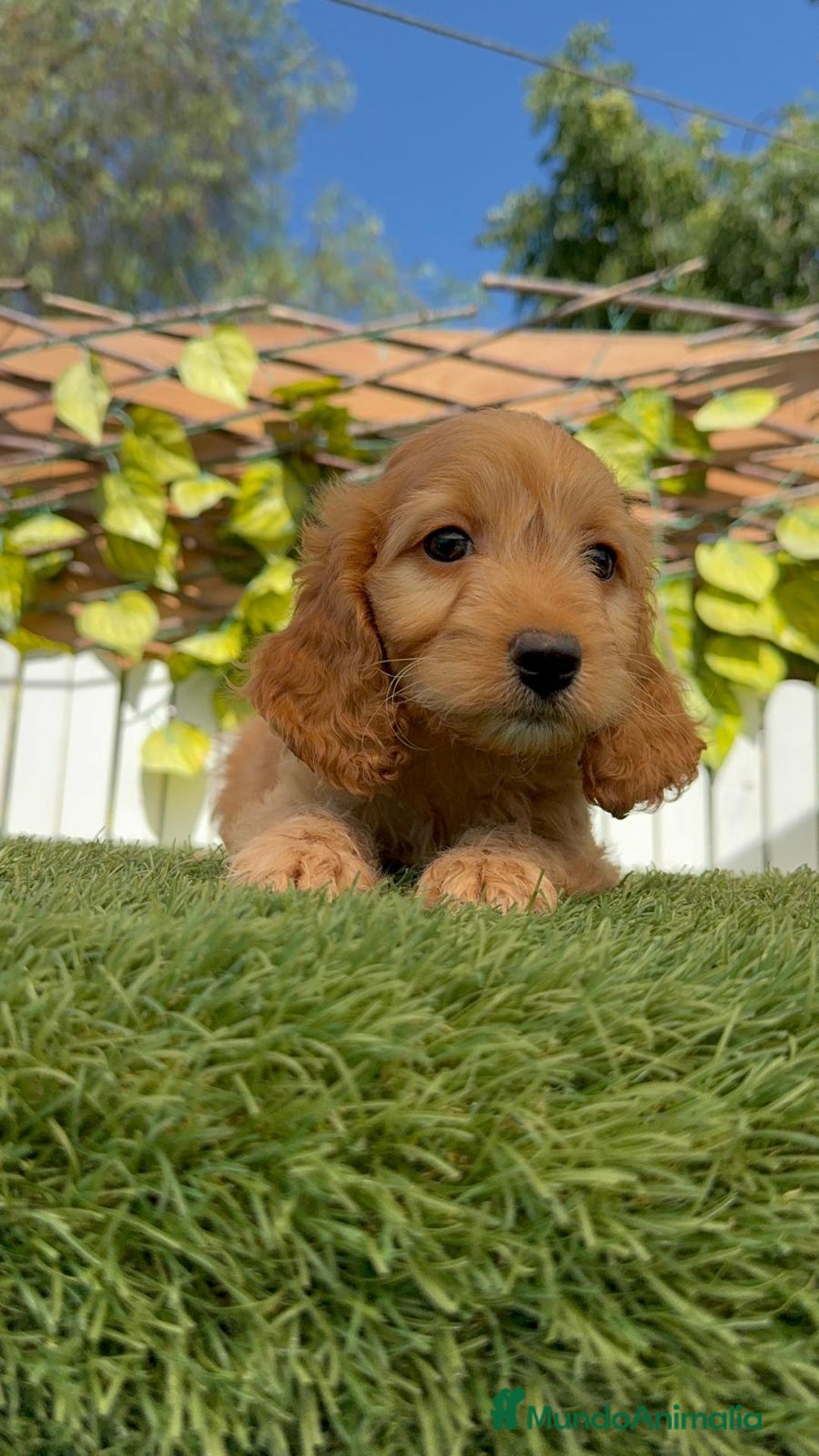 Otras razas perros en venta: Cockapoo hembra - Imagen 5