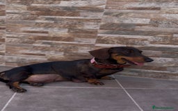 Teckel perros en venta: Teckel pelo corto - Imagen 2