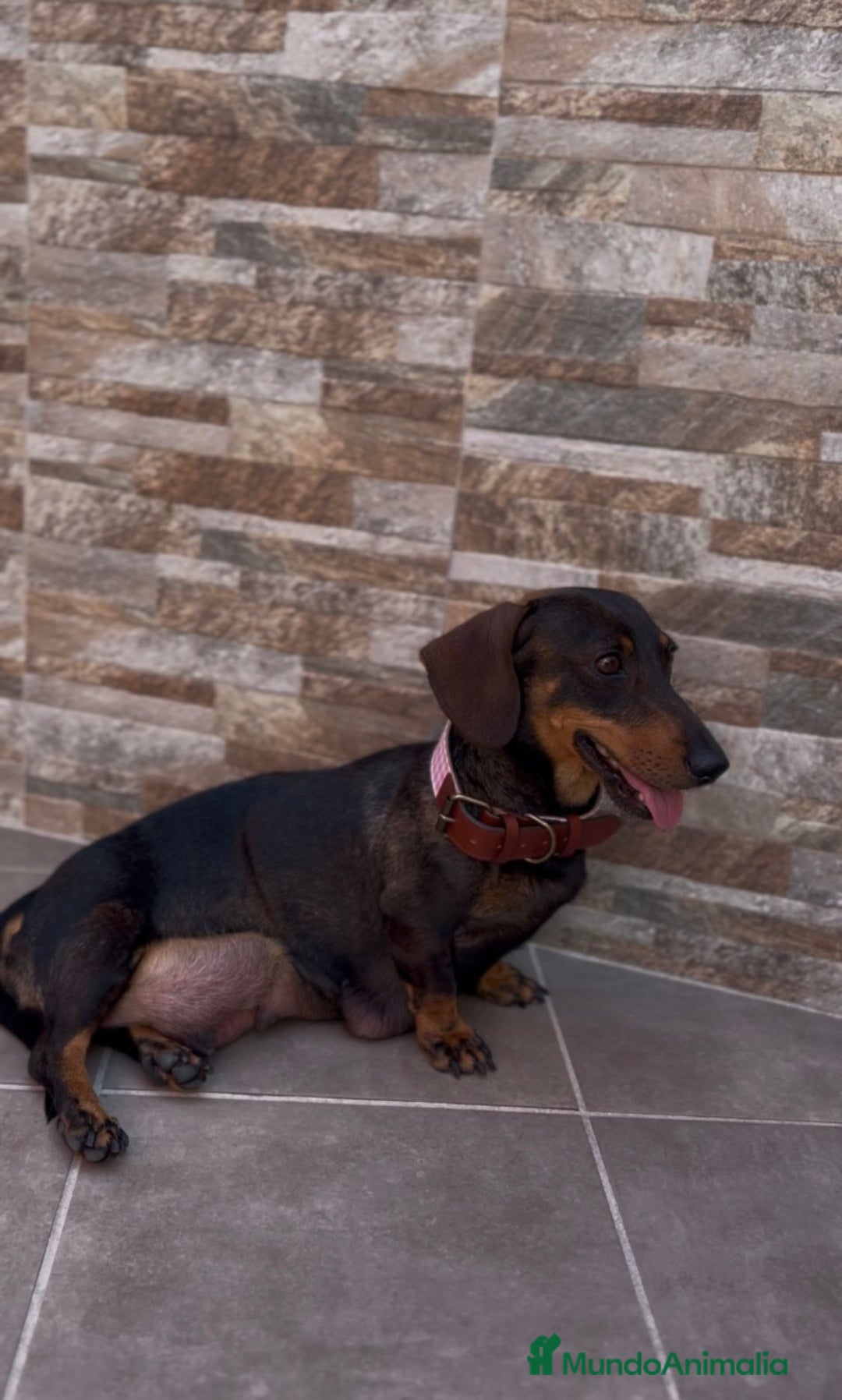 Teckel perros en venta: Teckel pelo corto - Imagen 2