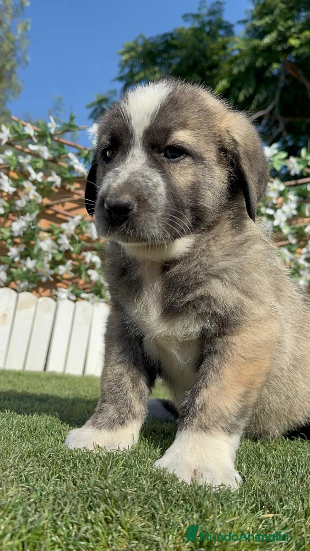 Mastín Español perros en venta: MASTIN ESPAÑOL - Anuncio 1