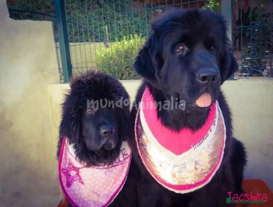 Imagen de galería {{count}}