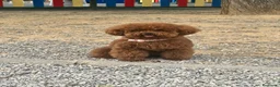 Caniche Toy perros en venta: CANICHE TOY MACHO Y HEMBRA en Ciudad Real - Anuncio 5