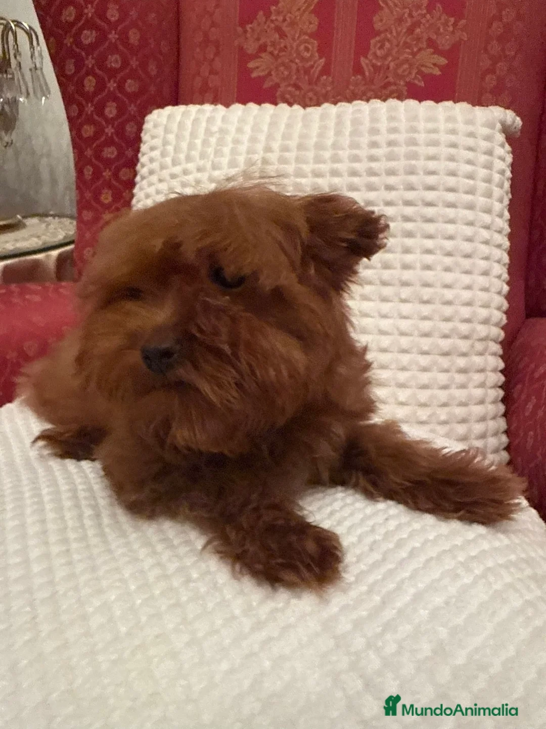 Maltipoo perros en venta: Impresionantes maltipoo - Anuncio 3