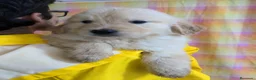 Golden Retriever perros en venta: Preciosos cachorros de golden retriever - Anuncio 4