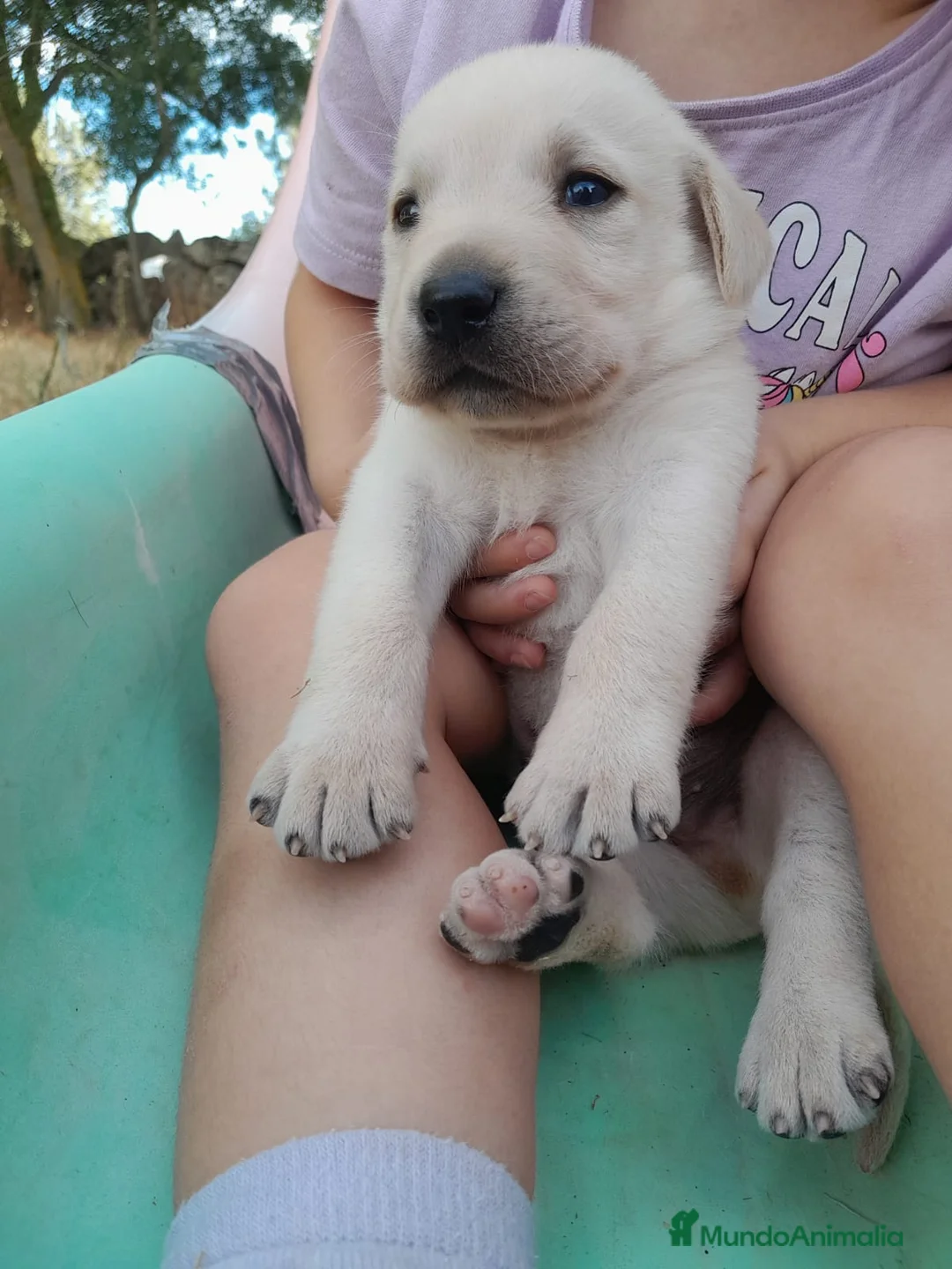 Labrador Retriever perros en venta: Precisosos Labrador Retriever - Anuncio 5