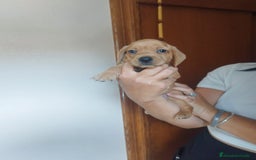 Teckel perros en venta: TECKEL PURA RAZA. CALIDAD Y SELECCIÓN  - Imagen 3