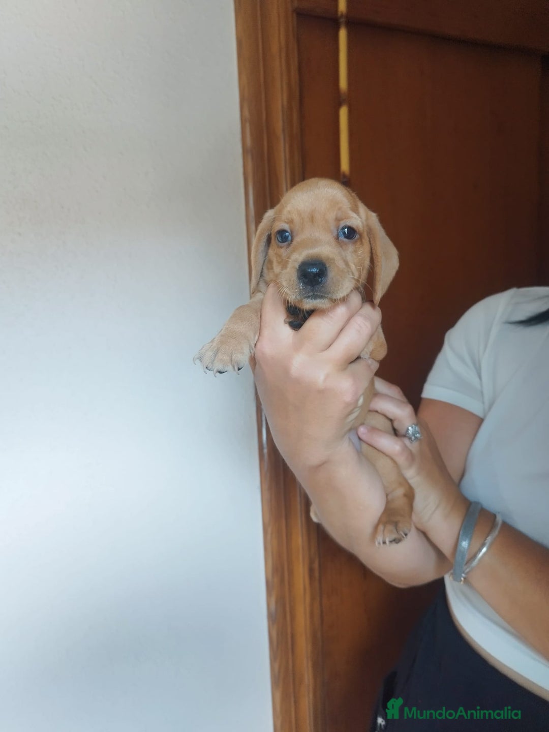 Teckel perros en venta: TECKEL PURA RAZA. CALIDAD Y SELECCIÓN  - Imagen 3