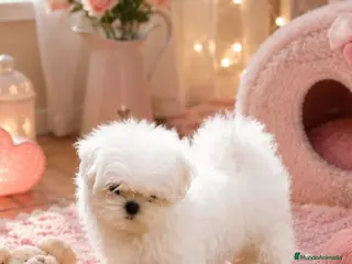 Bichón Maltés perros BICHON MALTES COREANO MINIATURA MÁXIMA CALIDAD - Anuncio 6