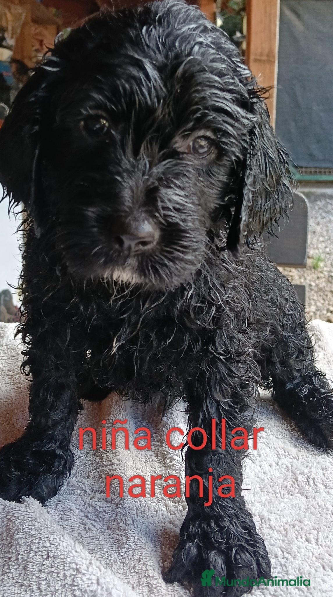 Labradoodle perros en venta: Labradoodles - Anuncio 2