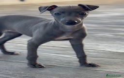 Pequeño Lebrel Italiano perros en venta: 💙 Sirius y Selena – elegancia natural 🐾 - Imagen 2