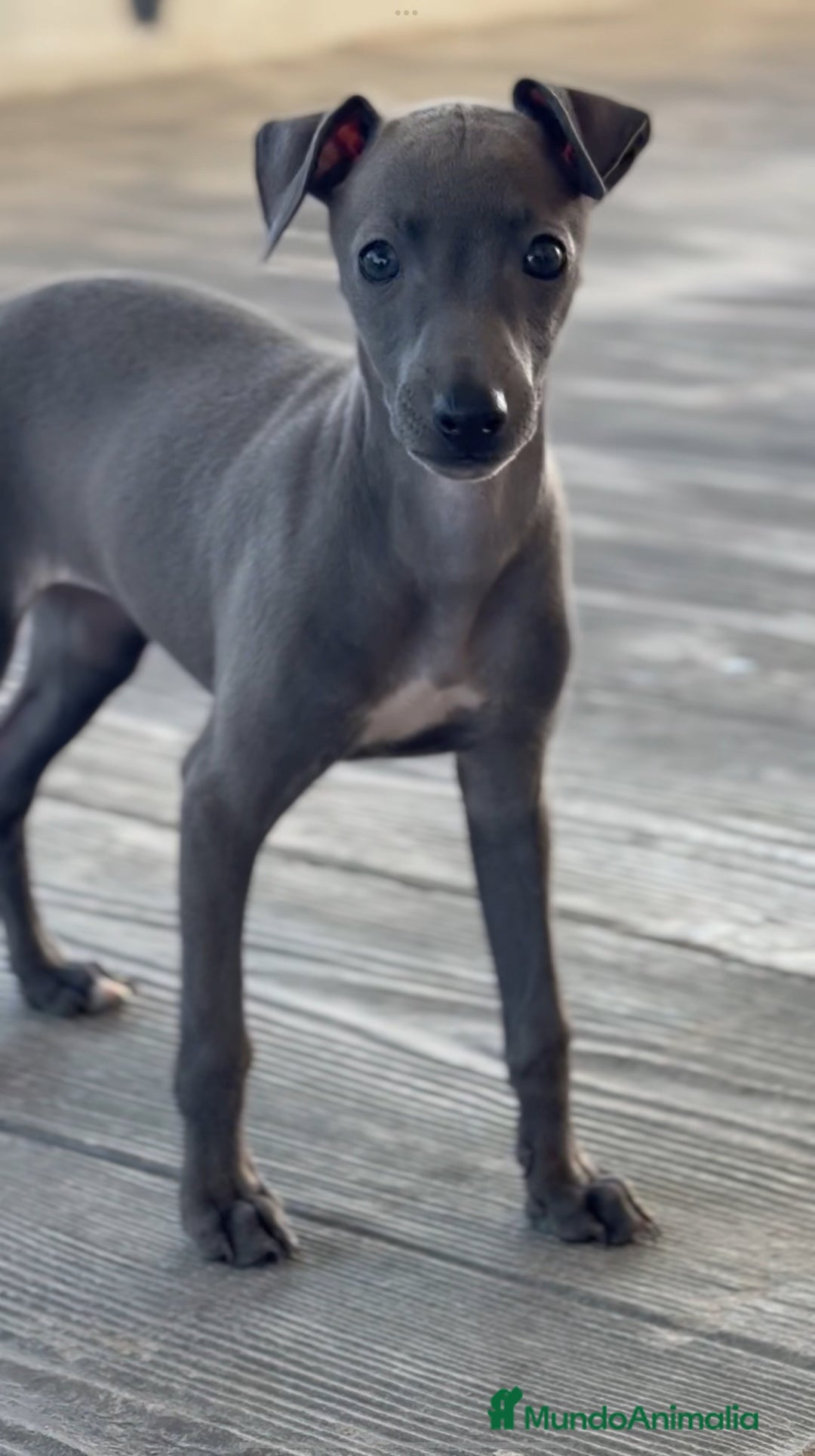 Pequeño Lebrel Italiano perros en venta: 💙 Sirius y Selena – elegancia natural 🐾 - Imagen 2
