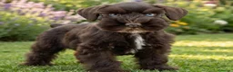 Schnauzer Miniatura perros en venta: Schnauzer miniatura exóticos - Anuncio 2