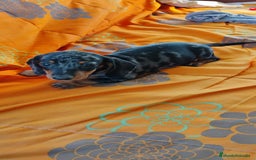 Teckel perros en venta: Machito teckel arlequín miniatura  - Imagen 4