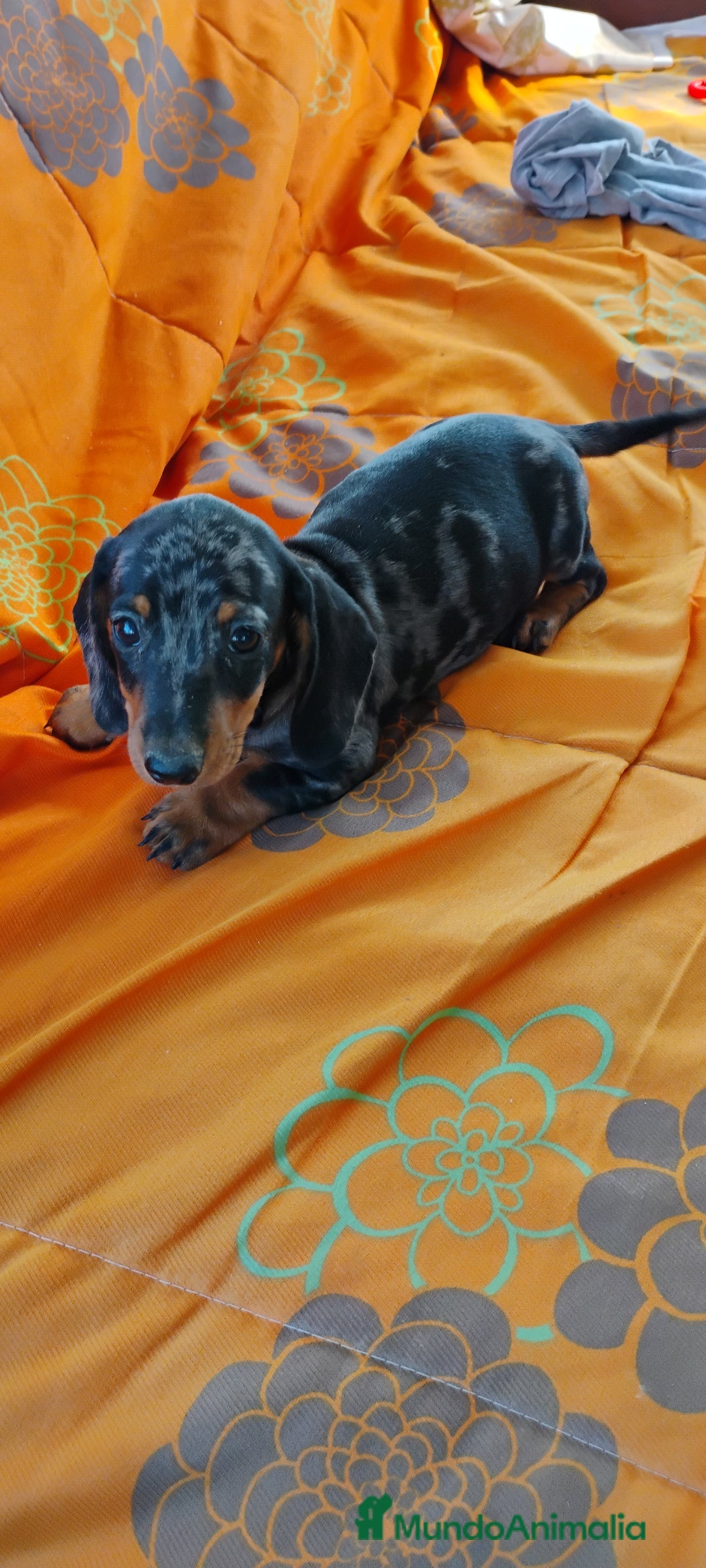 Teckel perros en venta: Machito teckel arlequín miniatura  - Imagen 4
