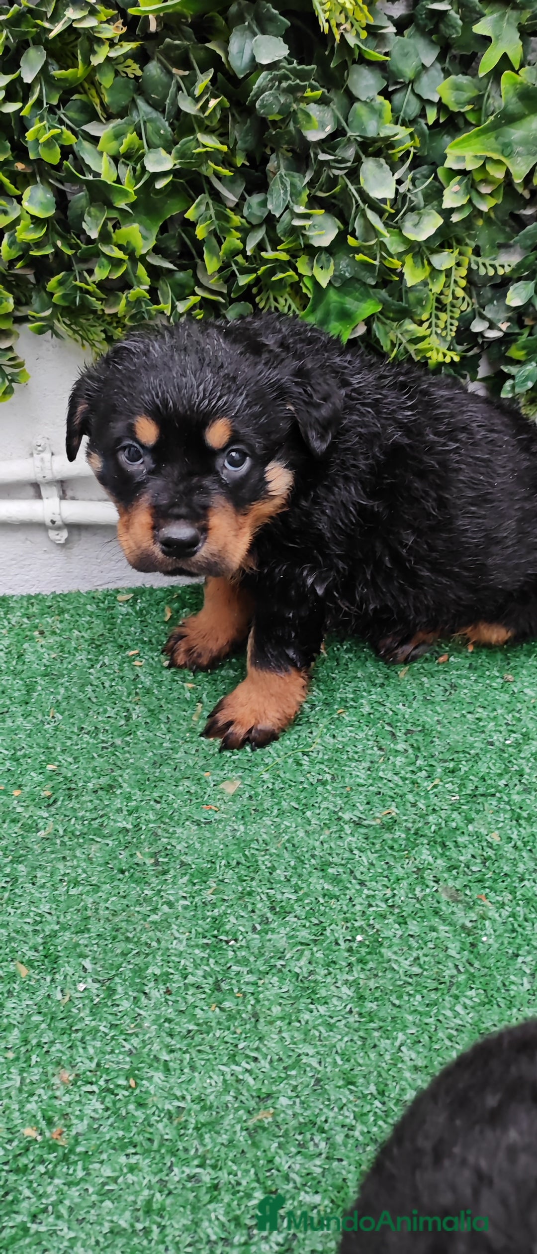 Rottweiler perros Camada de Rottwailer en Toledo - Anuncio 28