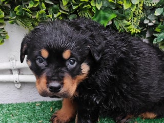 Rottweiler perros Camada de Rottwailer en Toledo - Anuncio 20