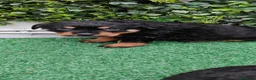 Rottweiler perros en venta: 2 Últimos machos de Rottwailer - Anuncio 1