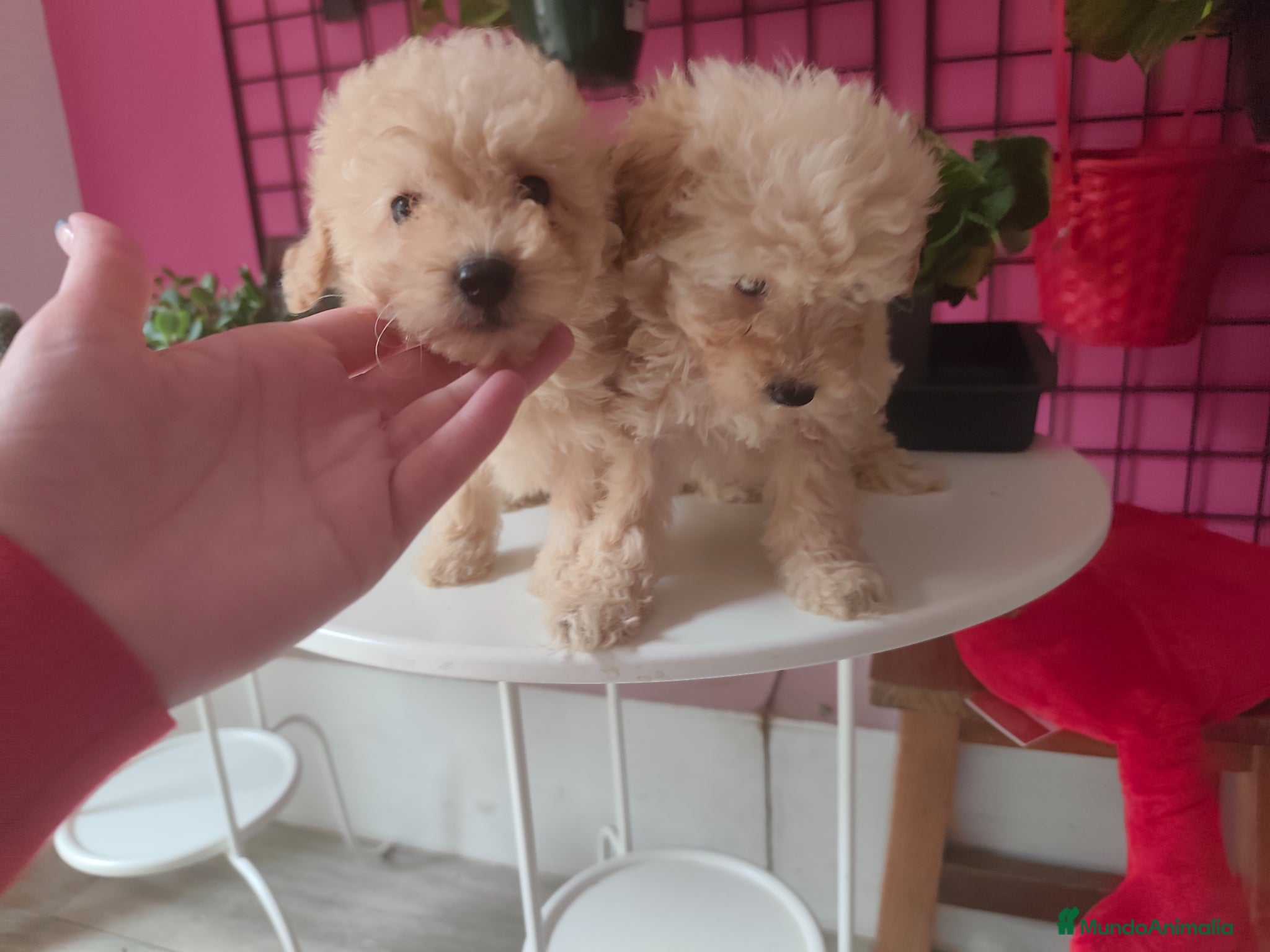 Caniche Toy perros Espectaculares caniche toy - Anuncio 1