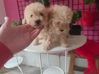 Caniche Toy perros Espectaculares caniche toy - Anuncio 1