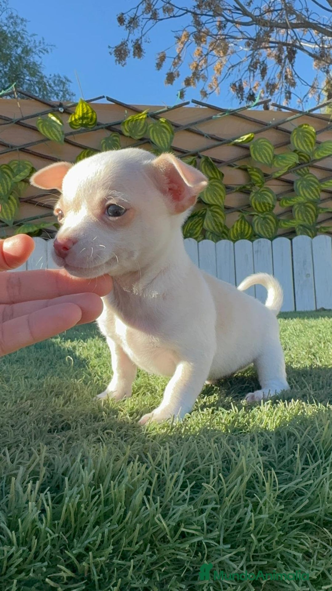 Chihuahua perros en venta: CHIHUAHUA MACHO - Anuncio 7