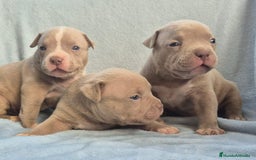 American Bully perros en venta: American bully pocket  - Imagen 4