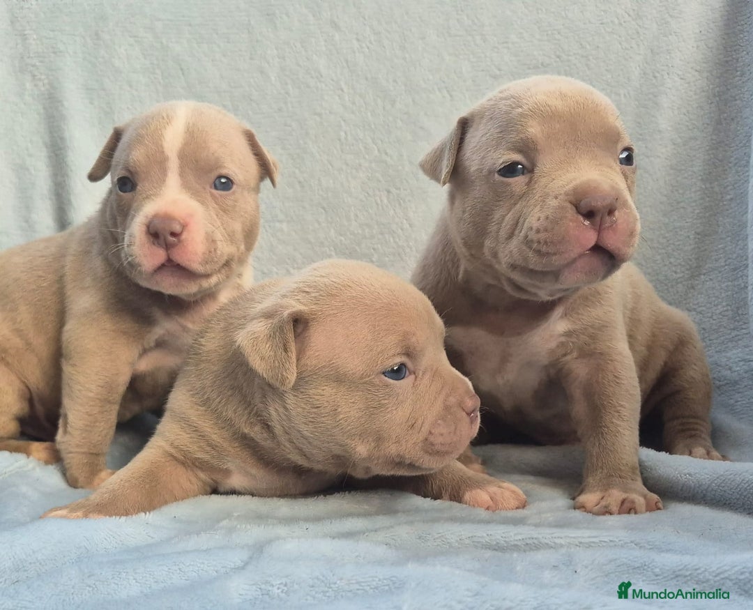 American Bully perros en venta: American bully pocket  - Imagen 4