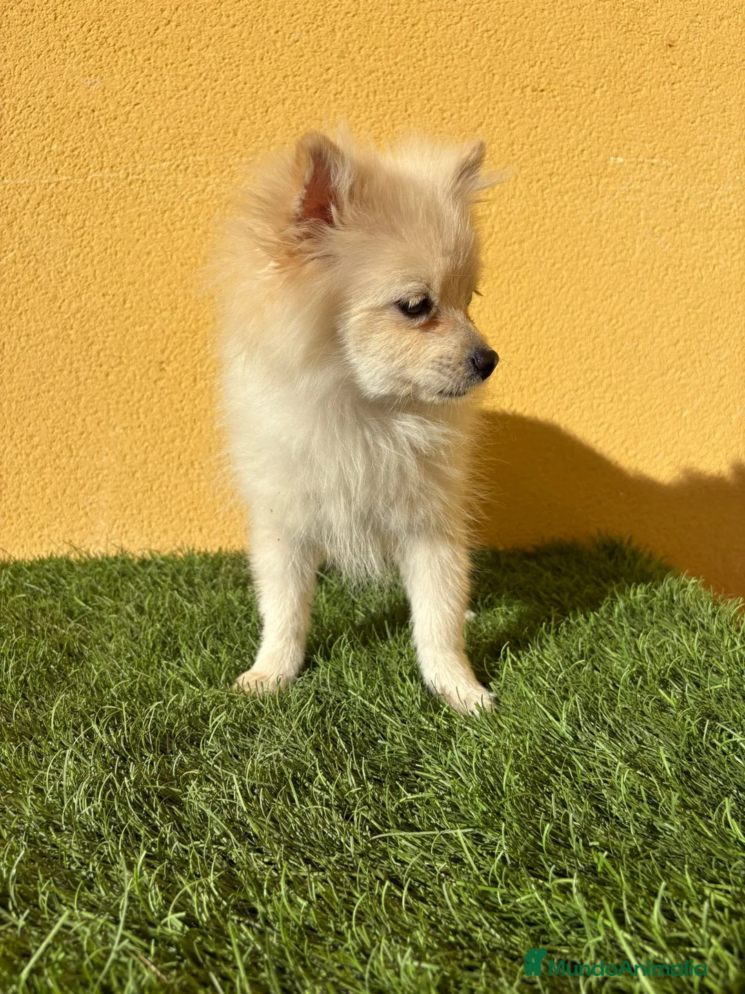 Pomerania perros en venta: Pomerania toy macho blanco  - Anuncio 10