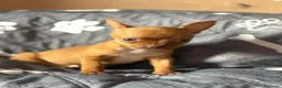 Chihuahua perros en venta: Chihuhua mini toy  - Anuncio 2