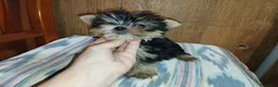 Yorkshire Terrier perros en venta: Yorkshire macho miniatura  - Anuncio 5