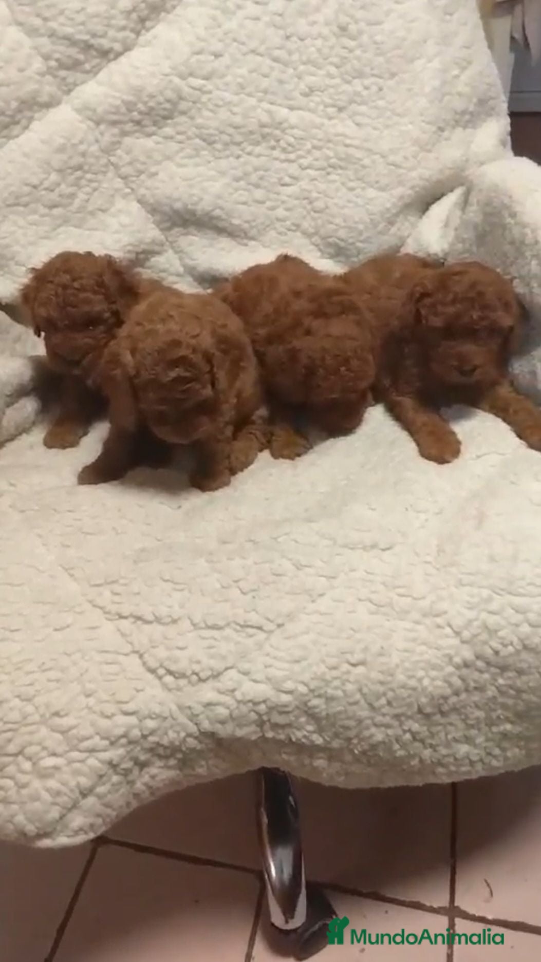 Caniche Toy perros ‼️‼️CANICHES 50% ASIÁTICOS  - Anuncio 1