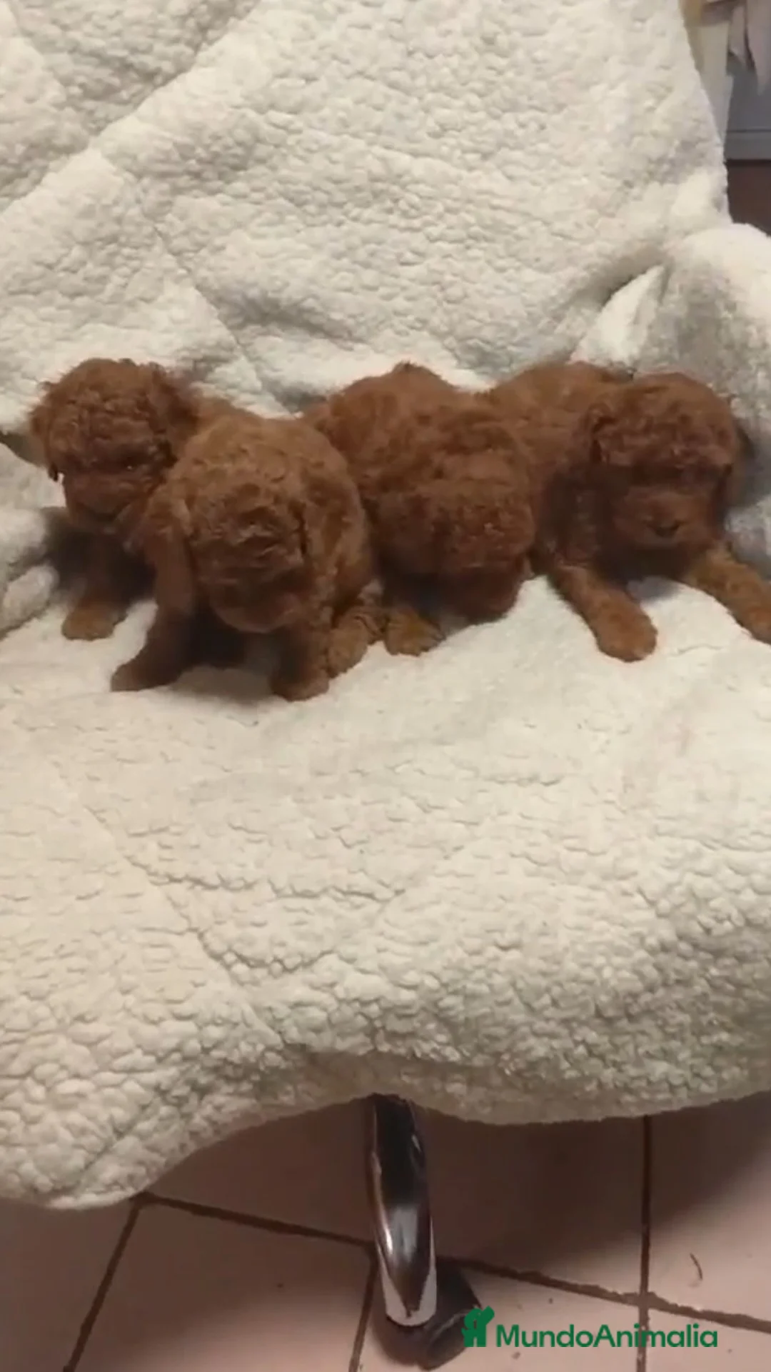 Caniche Toy perros en venta: ‼️‼️CANICHES 50% ASIÁTICOS  - Anuncio 1