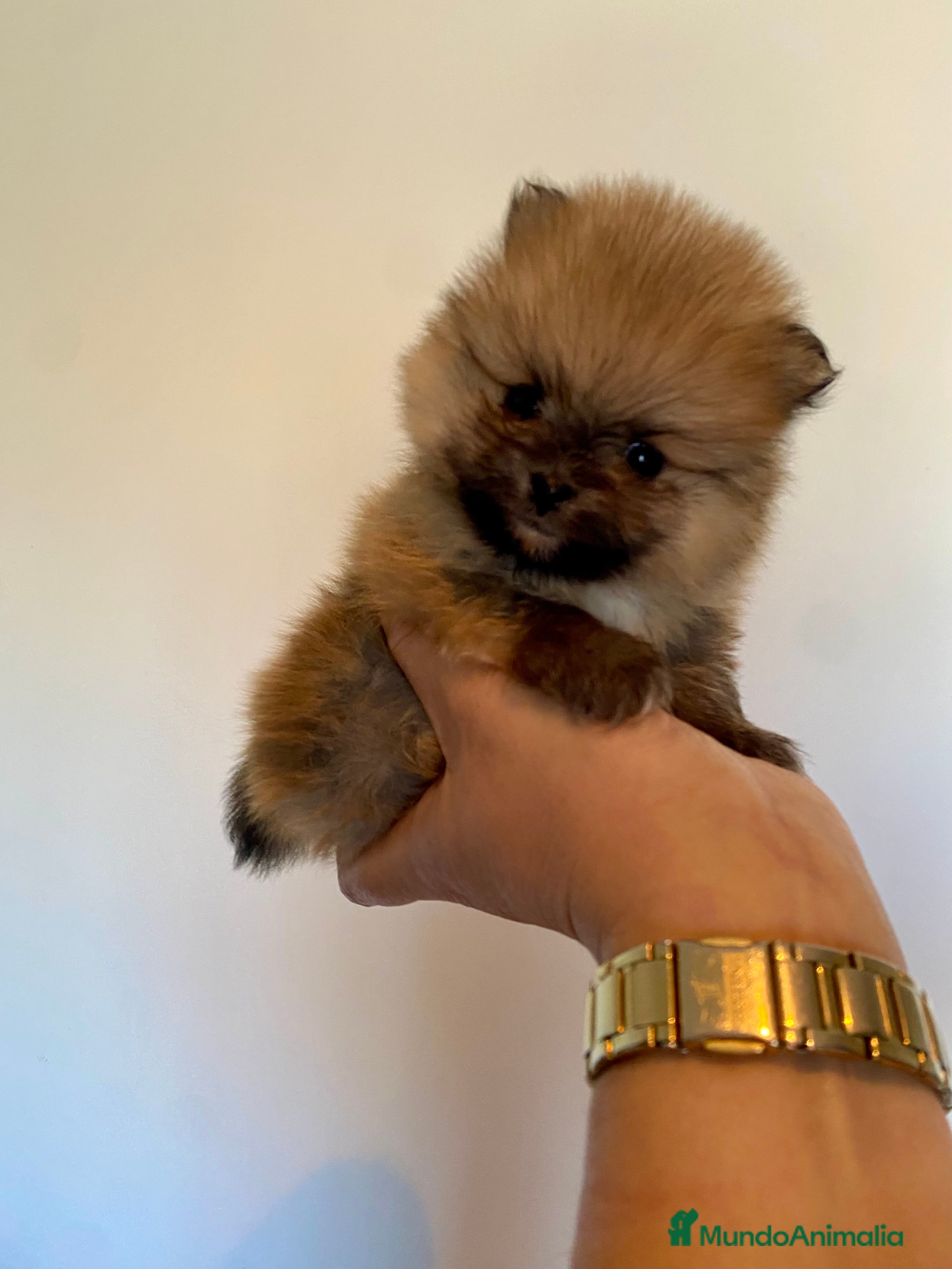 Pomerania perros Pomerania miniatura  - Anuncio 14