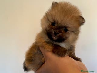 Pomerania perros Pomerania miniatura - Anuncio 14