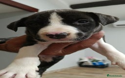 American Staffordshire-Terrier perros en venta: American estanford  - Anuncio 2