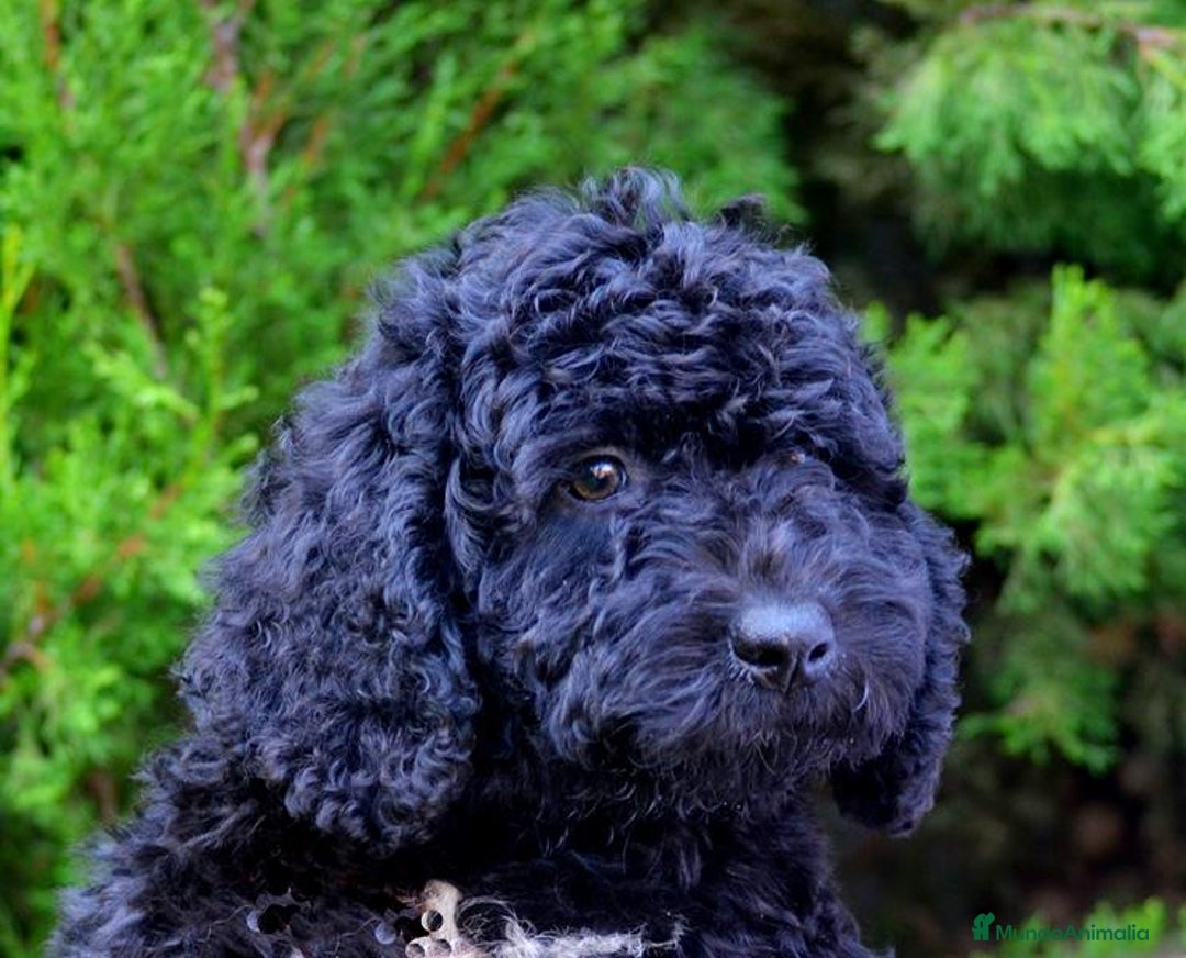 Perro de Agua Español perros en venta: CACHORRO MACHO PERRO DE AGUA  - Imagen 4