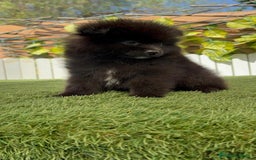 Pomerania perros en venta: POMERANIA MACHO - Imagen 2