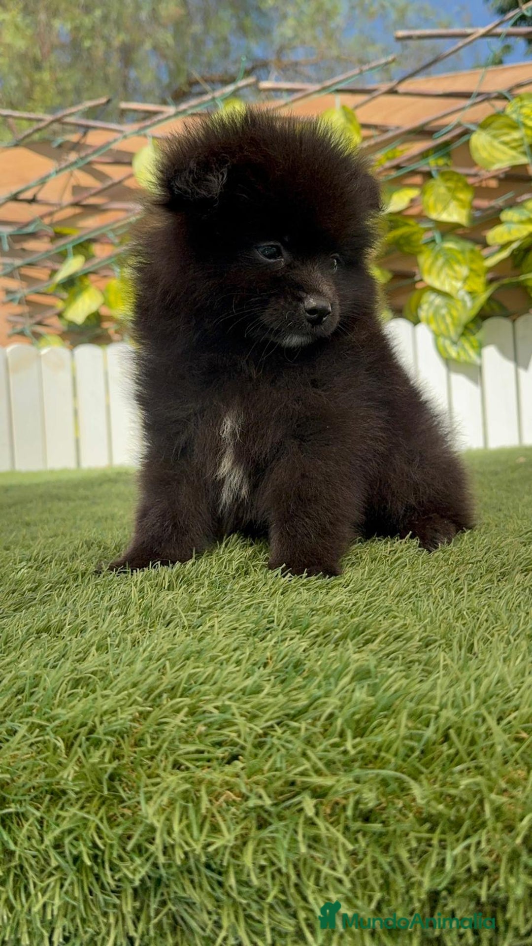 Pomerania perros en venta: POMERANIA MACHO - Imagen 2