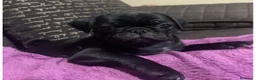 Carlino - Pug perros en venta: Carlino-Pug disponibles🐶🐾 - Anuncio 5
