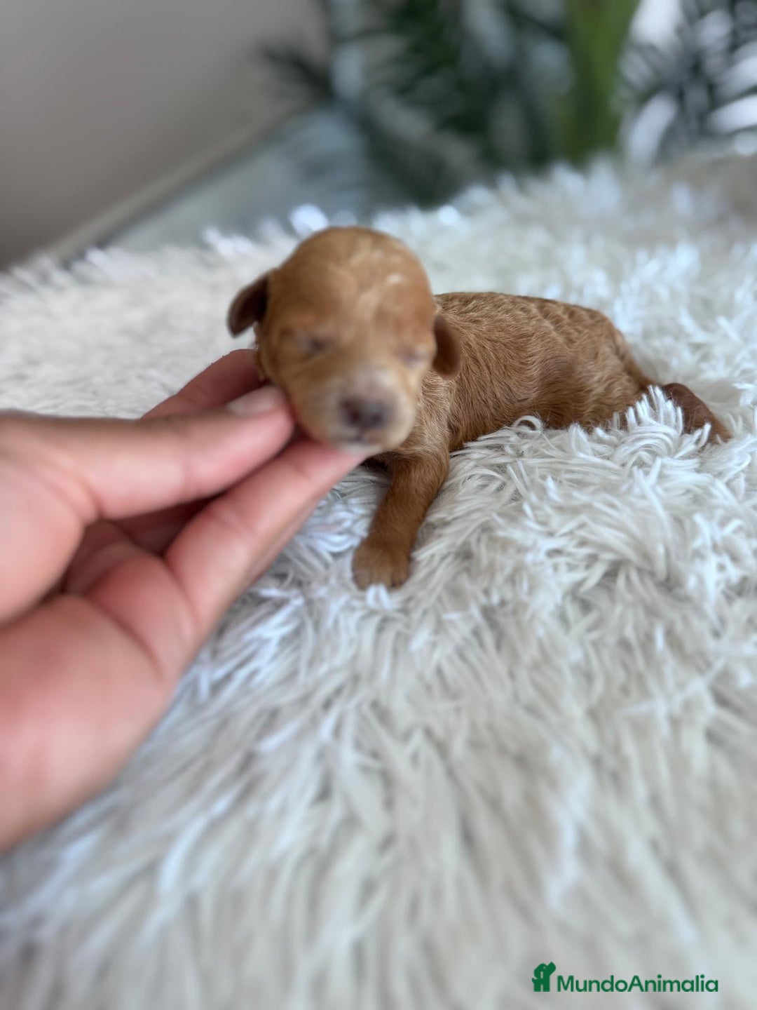 Caniche Toy perros en venta: CANICHE TOY HEMBRA - Imagen 12